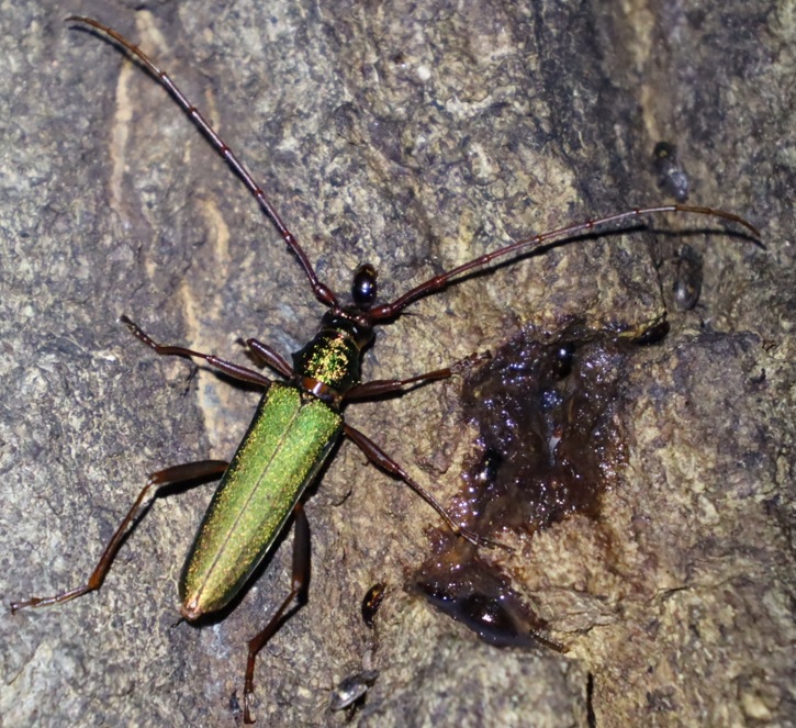 アカアシオオアオカミキリ_凄いコナラ_2023年6月16日21時5分 気温22.5度